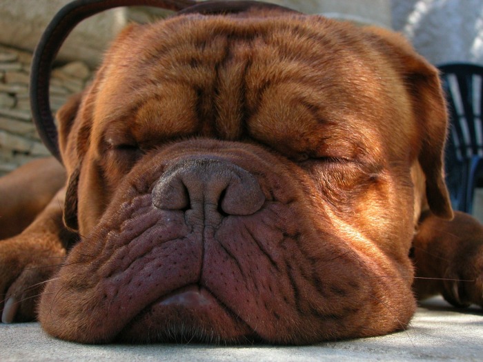 Quiconque a déjà vécu avec un Dogue de Bordeaux sait à quel point ils ronflent fort. Mais ce n'est pas dû à l'apnée du sommeil, dans leur cas !